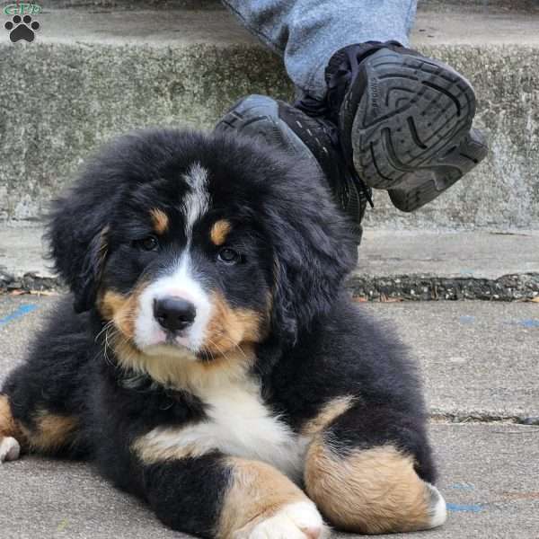 Marcus, Bernese Mountain Dog Puppy